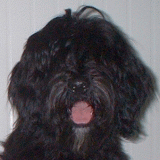 contye_portret.gif(19 kb)